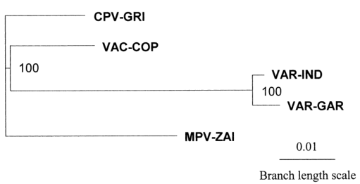MPV、VAR、CPV、VAC末端可變基因組序列系統(tǒng)發(fā)育樹分析